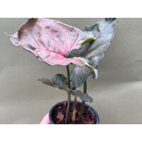 Syngonium Strawberry Ice