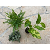 Spinnenterrarium Pflanzenset S