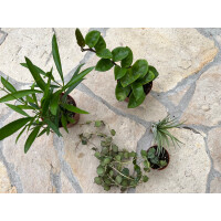 Geckoterrarium Pflanzenset S