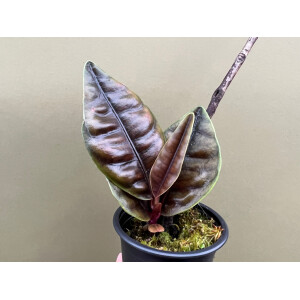 Labisia spec. Sumatra