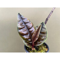 Labisia spec. Sumatra