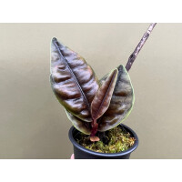 Labisia spec. Sumatra