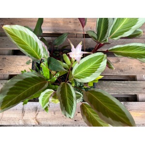 Chamäleonterrarium Pflanzenset M