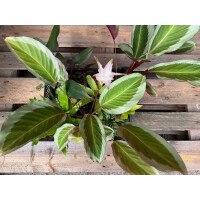 Chamäleonterrarium Pflanzenset M