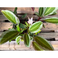 Chamäleonterrarium Pflanzenset M