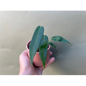 Anthurium pallidiflorum S