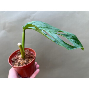 Monstera obliqua tayuza Ableger selten