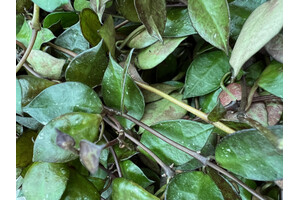 Hoya Krohniana Black Leaves Babyplant