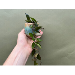 Hoya Krohniana Black Leaves Babyplant