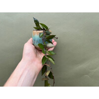 Hoya Krohniana Black Leaves Babyplant