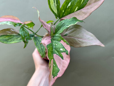 Syngonium Red Spot Tricolor