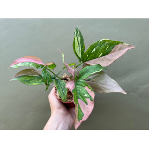 Syngonium Red Spot Tricolor