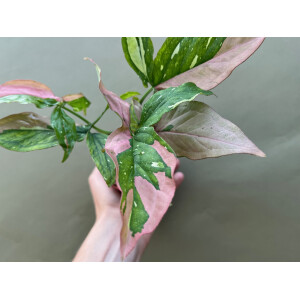 Syngonium Red Spot Tricolor