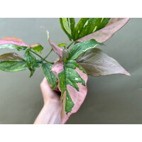 Syngonium Red Spot Tricolor