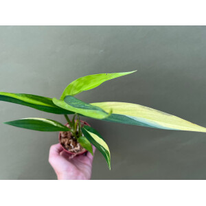 Epipremnum Amplissimum Variegata