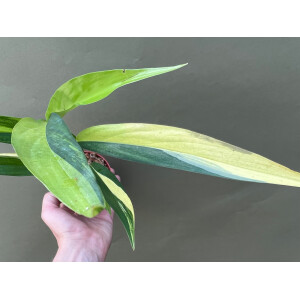 Epipremnum Amplissimum Variegata