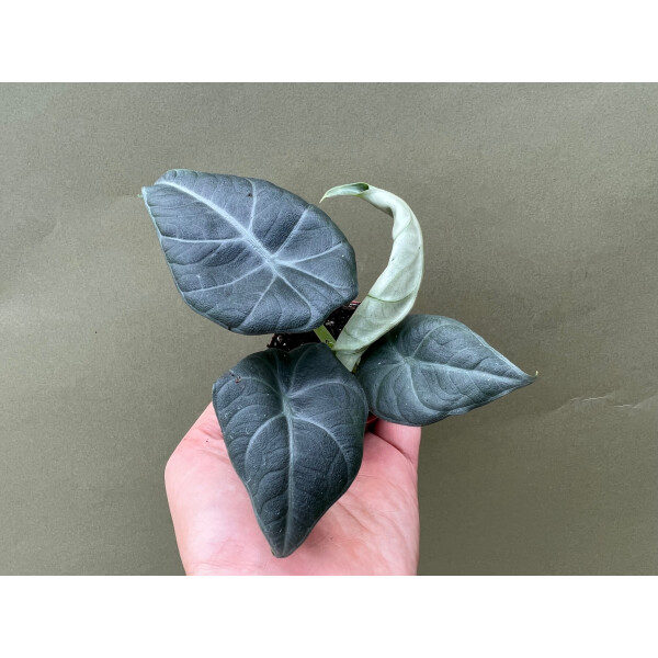 Alocasia Maharani Babyplant