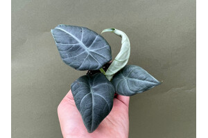 Alocasia Maharani Babyplant