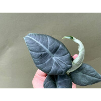 Alocasia Maharani Babyplant