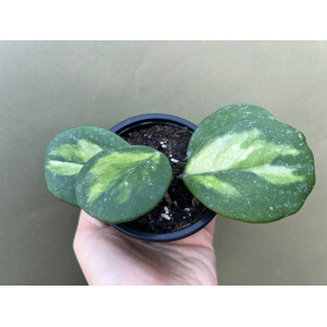 Hoya obovata variegata