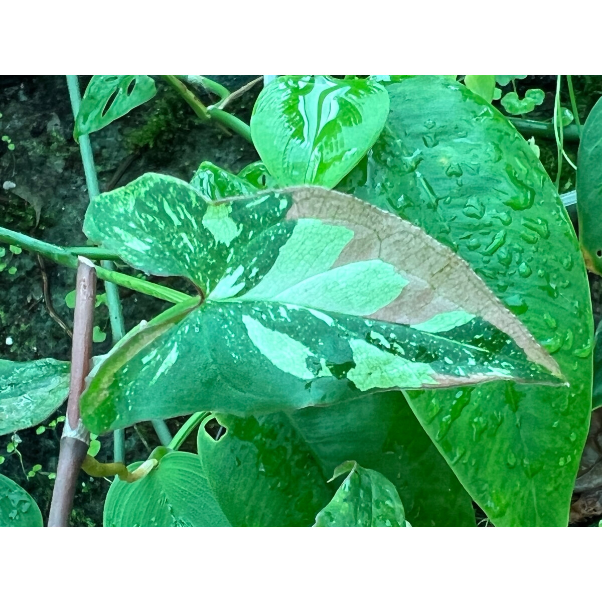 Syngonium Red Spot Tricolor Ableger, 29,90