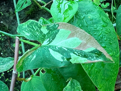 Syngonium Red Spot Tricolor Cutting