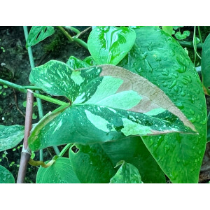 Syngonium Red Spot Tricolor Cutting