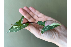 Syngonium Red Spot Tricolor Cutting