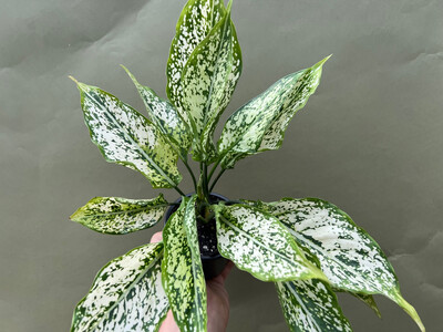 Aglaonema Siam Paragon