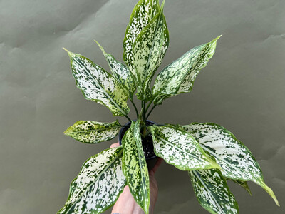 Aglaonema Siam Paragon