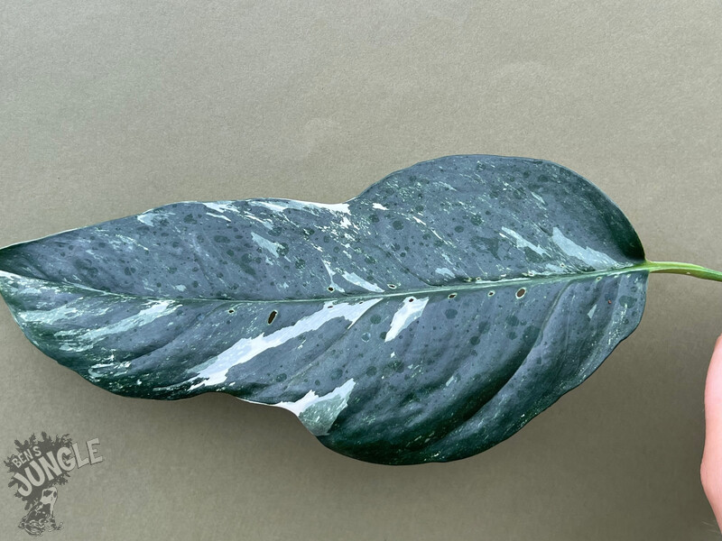 Epipremnum pinnatum aurea-variegata – Steve's Leaves