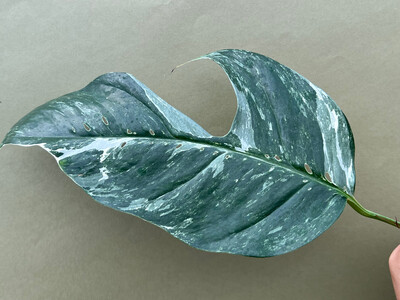 Epipremnum Pinnatum Variegata L Cutting