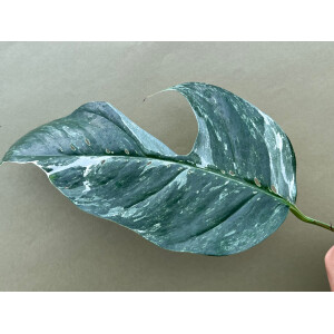 Epipremnum Pinnatum Variegata L Ableger