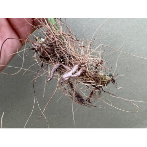 Epipremnum Pinnatum Variegata L Ableger