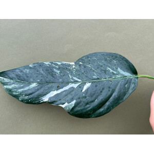 Epipremnum Pinnatum Variegata L Ableger