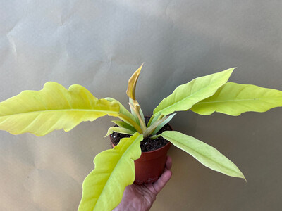 Philodendron Yellow Saw