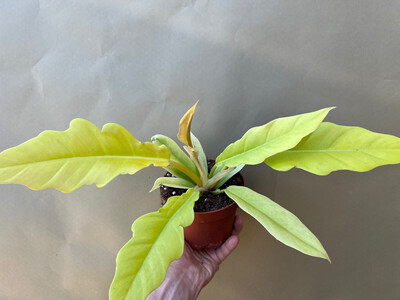 Philodendron Yellow Saw