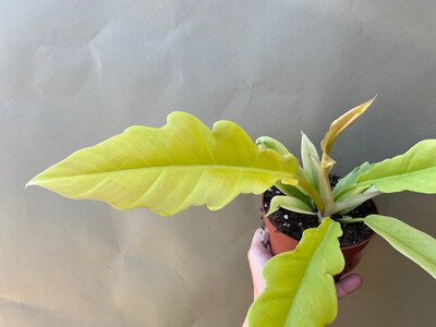 Philodendron Yellow Saw