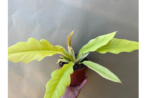 Philodendron Yellow Saw