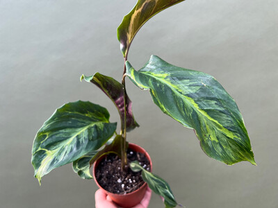 Calathea Confusion Electric Shock