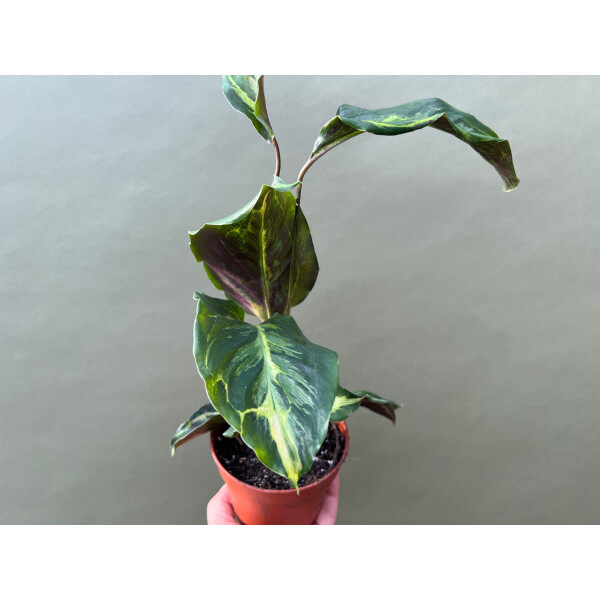 calathea golden Ctenanthe "Golden Mosaic"