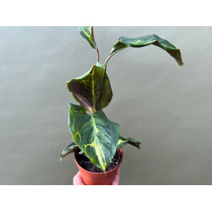 Calathea Confusion Electric Shock