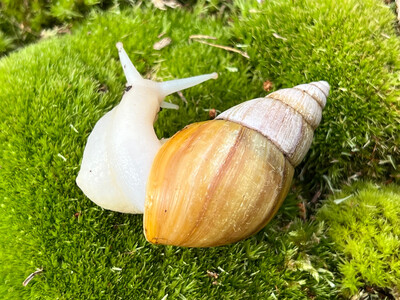 Lissachatina fulica Albino