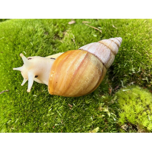 Lissachatina fulica Albino