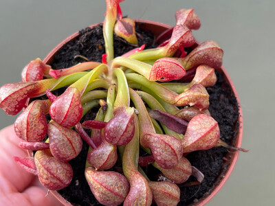 Darlingtonia californica