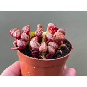 Darlingtonia californica