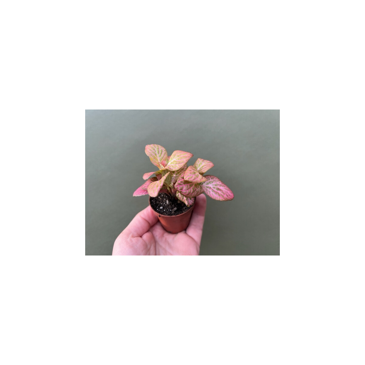 Fittonia Pink special