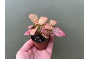 Fittonia Pink special