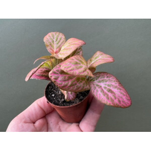 Fittonia Pink special