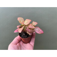 Fittonia Pink special